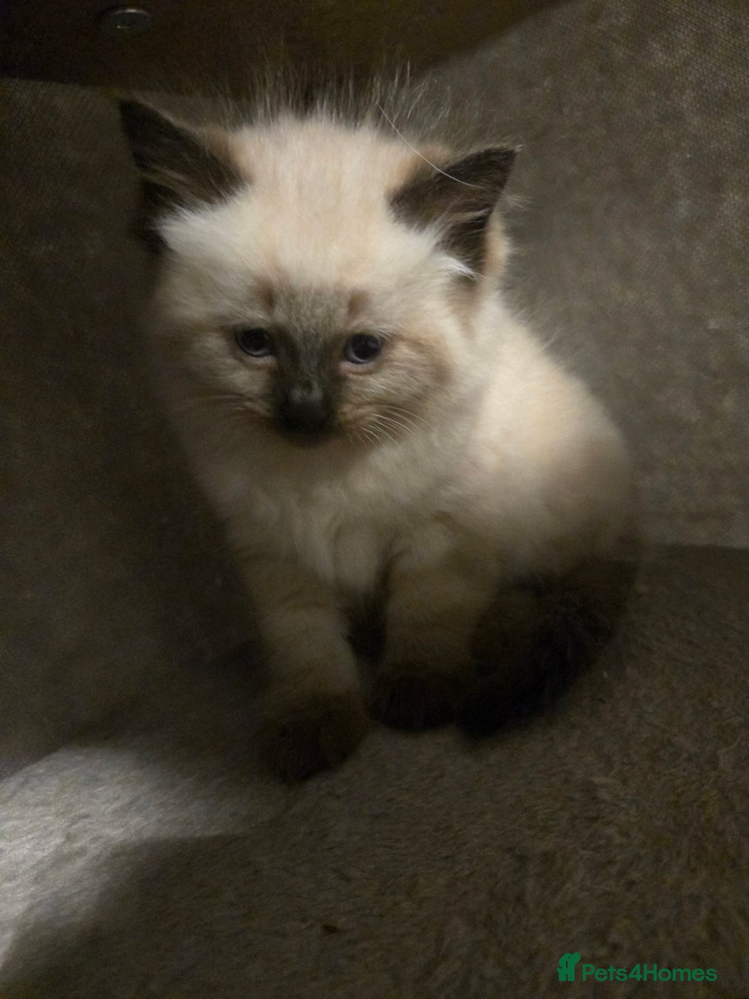 Ragdoll cats for sale: Beautiful friendly ragdol kittens  - Image 2