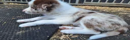 Border Collie dogs for sale: Beautiful fluffy Collie Pups for Sale - Advert 17