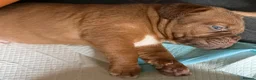 Dogue De Bordeaux dogs for sale: KC Dogue de Bordeaux Puppies with champions.  - Advert 9