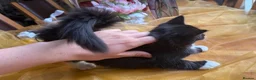 Mixed Breed cats for sale: Maine Coon Mixed Kittens Tabby & Tuxedo Richmond - Advert 22