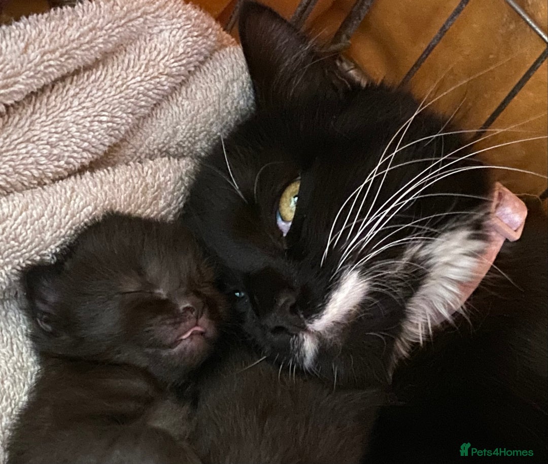 Mixed Breed cats for sale: Kittens  - Image 7