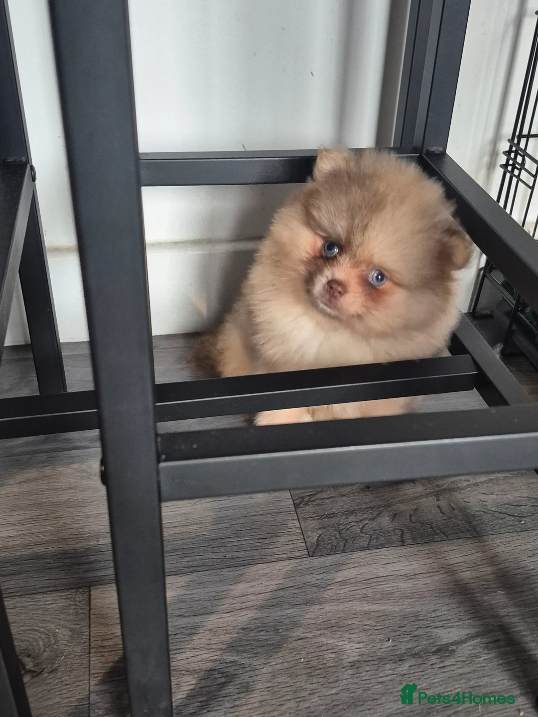 Pomeranian dogs for sale: Striking Blue Eyed Pomeranian  - Advert 18