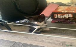 Domestic Shorthair cats for sale: 2 girls one boy!  - Image 11
