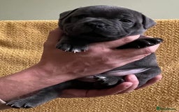 Staffordshire Bull Terrier dogs for sale: Beautiful Blue Champion Staffy Pups - Image 5