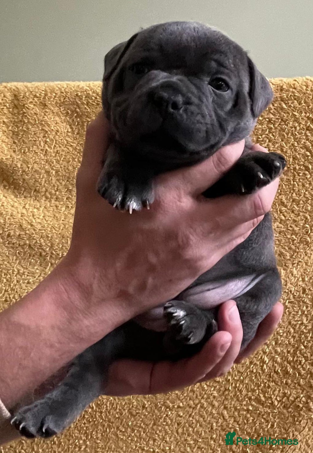 Staffordshire Bull Terrier dogs for sale: Beautiful Blue Champion Staffy Pups - Image 5