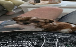 Shih Tzu dogs for sale: Last two puppies from liter 🐶🐶 - Image 31