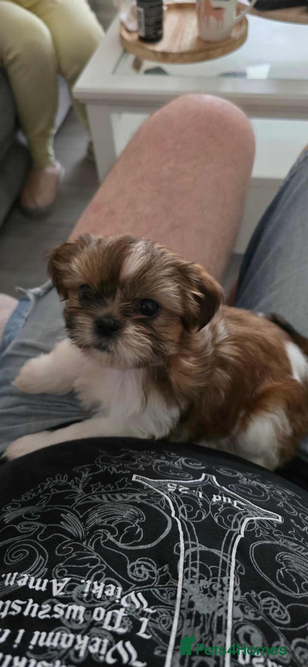 Shih Tzu dogs for sale: Last two puppies from liter 🐶🐶 - Image 31