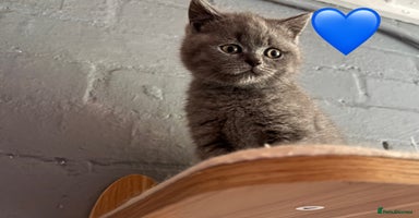 Scottish Fold cats - Advert 3
