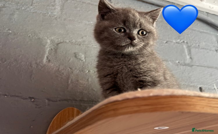 Scottish Fold cats - Advert 4