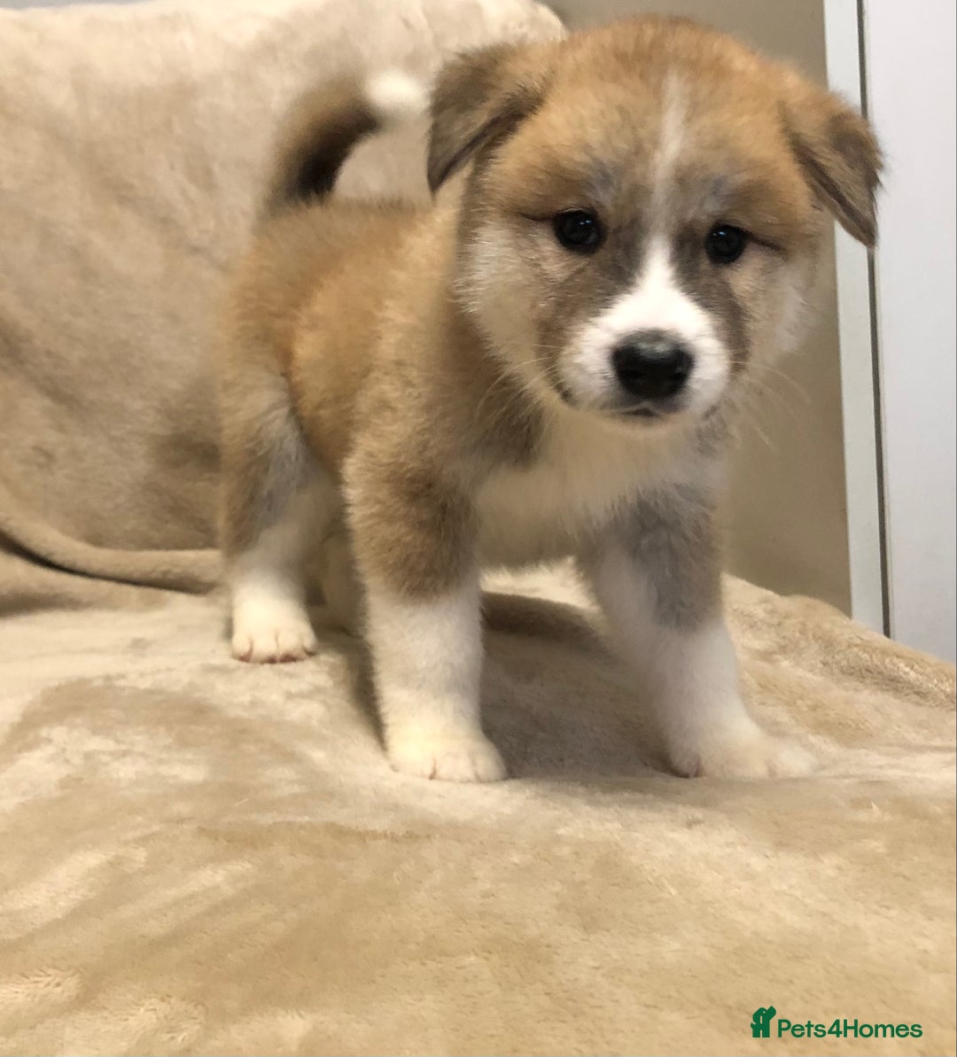 Mixed Breed dogs for sale: READY NOW! Beautiful Japanese Akita Puppies - Image 17