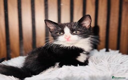Mixed Breed cats for sale: 🎃 4 Pumpkin Gingers & 2 Phantom Kittens 👻 - Image 31