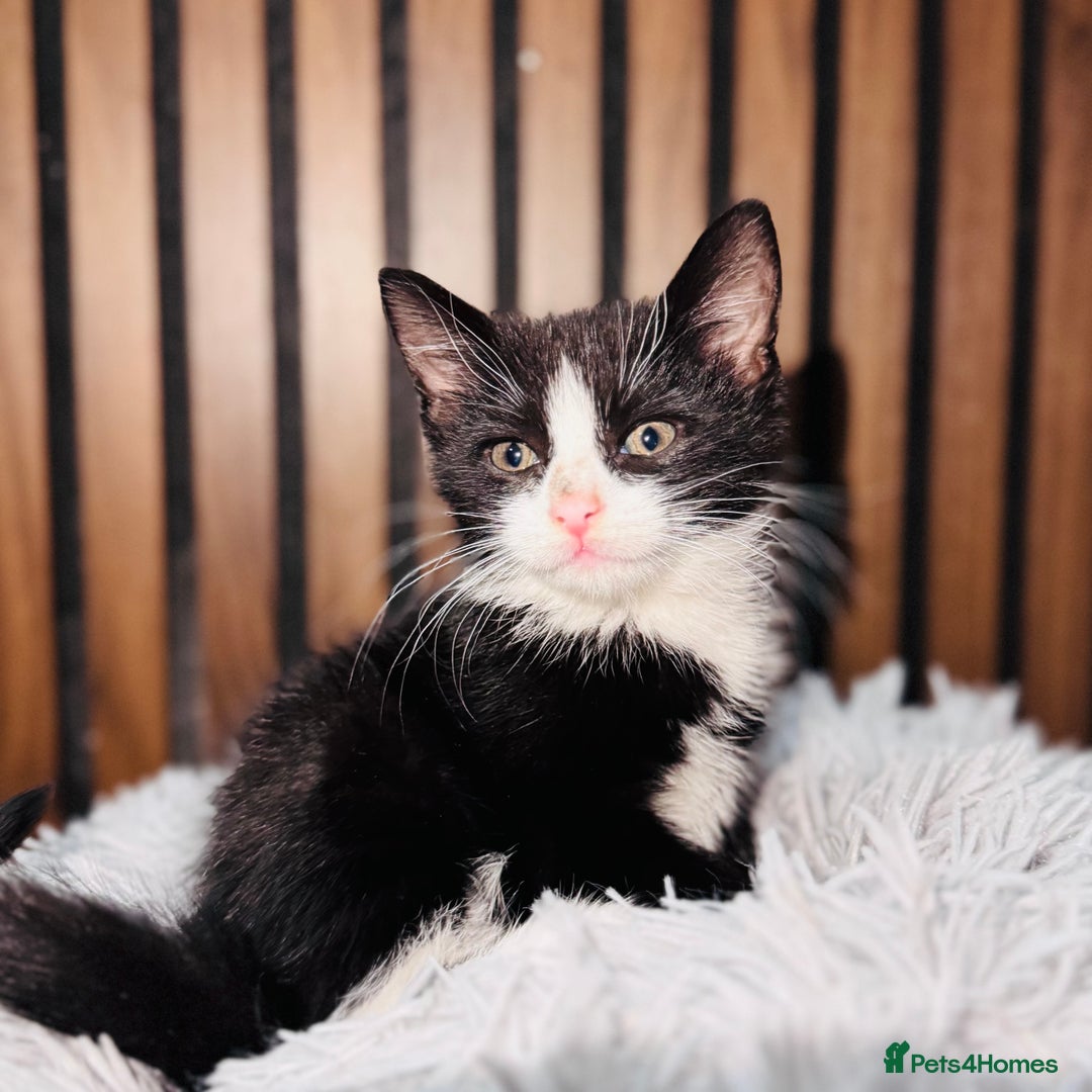 Mixed Breed cats for sale: 🎃 4 Pumpkin Gingers & 2 Phantom Kittens 👻 - Image 31