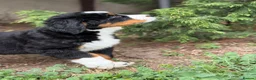 Bernese Mountain Dog dogs for sale: KC Bernese Mountain Dog Puppies - Advert 23