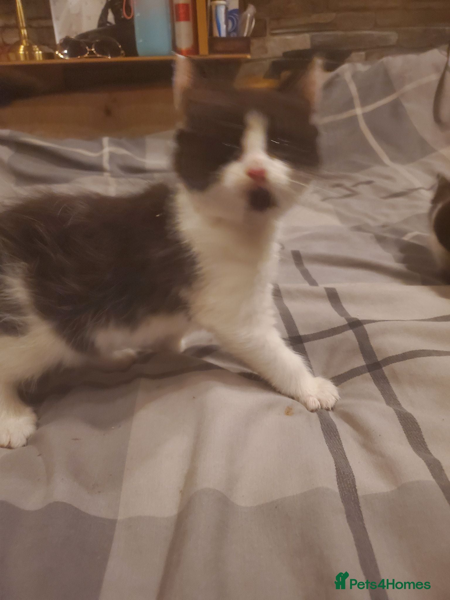 Mixed Breed cats 4 kitten ready for there forever homes - Advert 18
