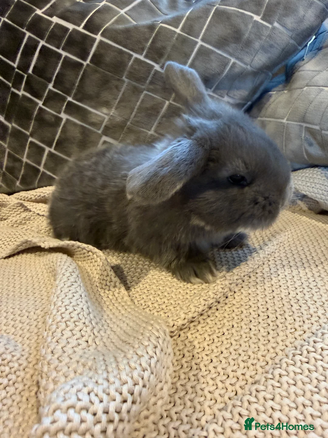 French Lop rabbits for sale: Stunning French lops available 23rd march  - Advert 8