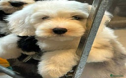 Sheepadoodle dogs for sale: unique sheepadoodles due - Image 30