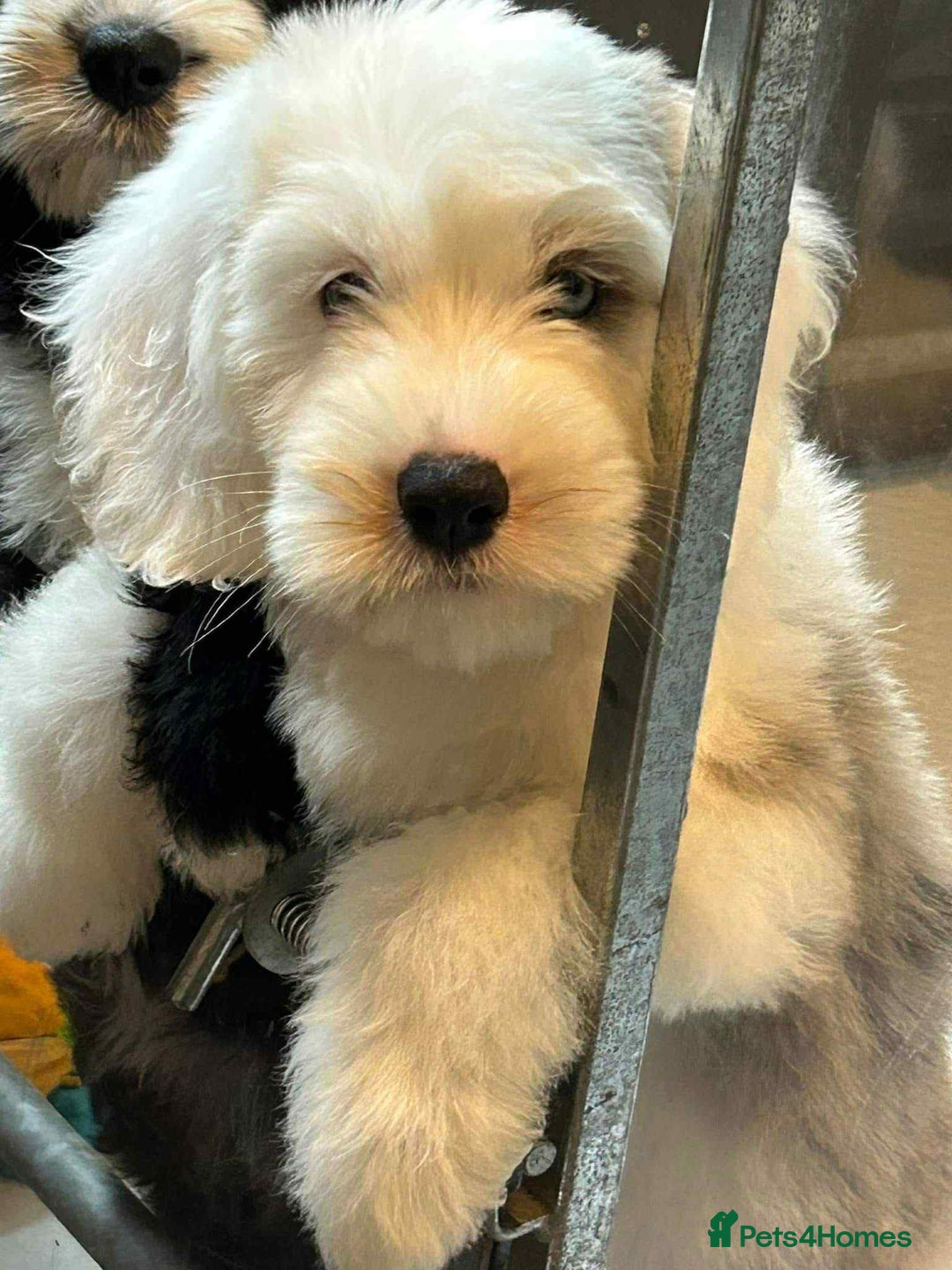 Sheepadoodle dogs for sale: unique sheepadoodles due - Image 30
