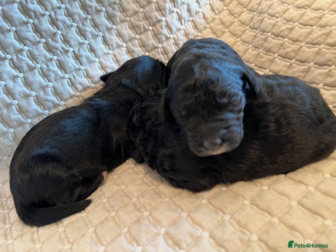 Goldendoodle dogs for sale: Goldendoodle puppies - Advert 7
