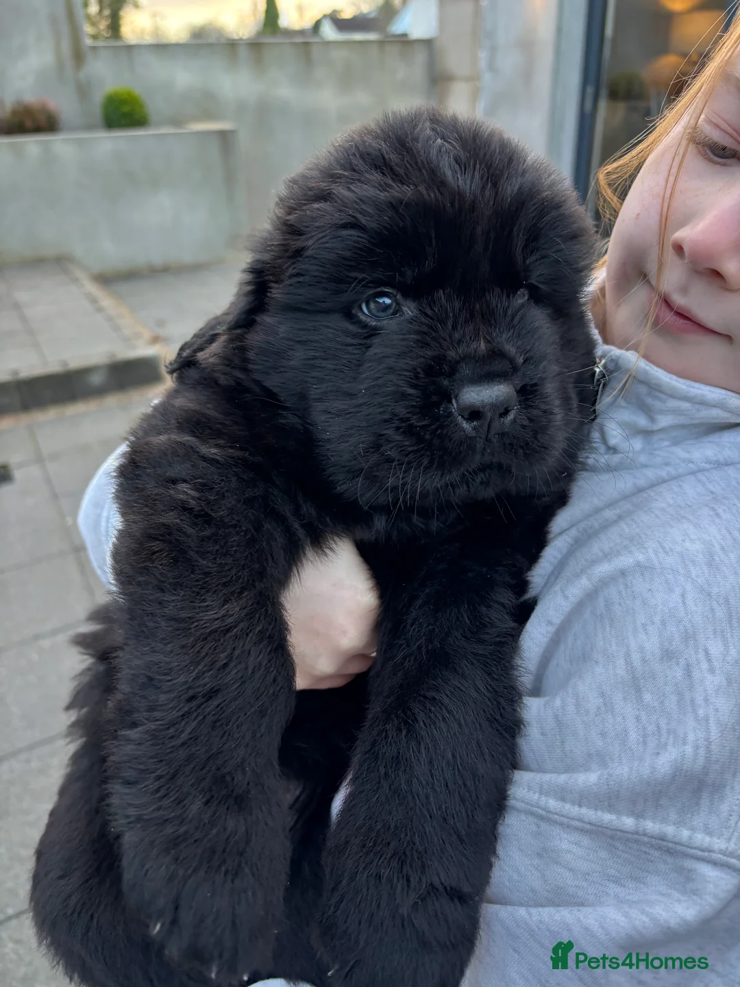 Newfoundland dogs for sale: Chunky Newfoundland pup - Advert 4