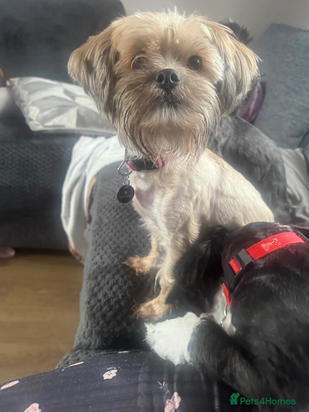 Mixed Breed dogs for sale: Lhasa Apso X Yorkie - Advert 6