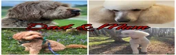 Australian Labradoodle dogs for sale: Top Quality Litter Australian Labradoodle Puppies  - Advert 12