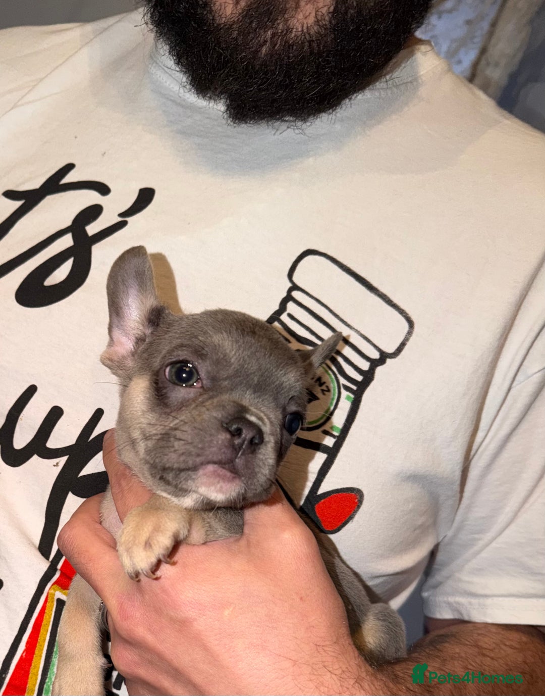 French Bulldog dogs for sale: French bulldog puppies  - Advert 35