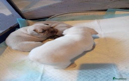 French Bulldog dogs for sale: Platinum cream velvet french bulldogpup 4 week old - Image 11