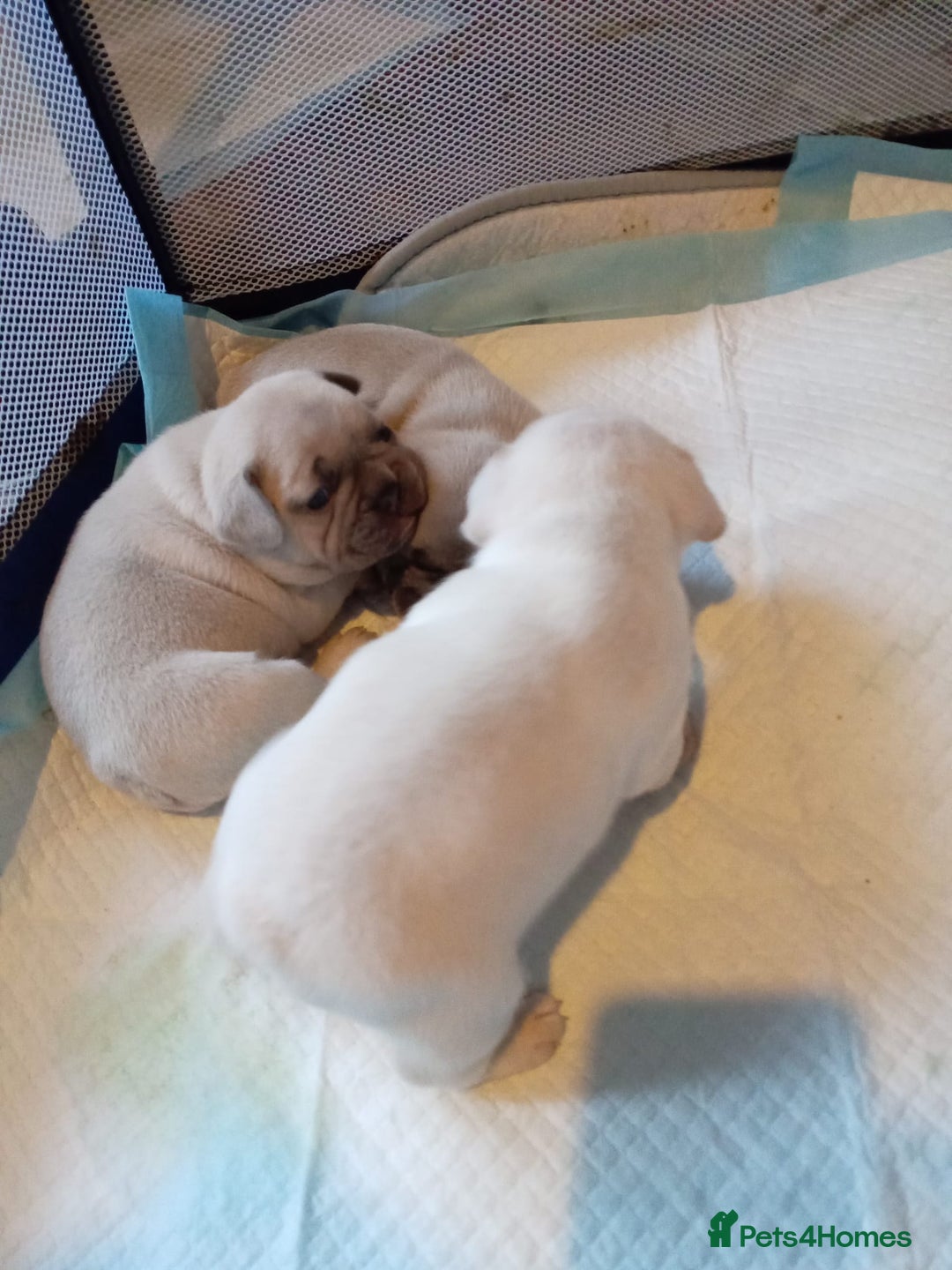 French Bulldog dogs for sale: Platinum cream velvet french bulldogpup 4 week old - Image 11