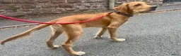 Mixed Breed dogs for sale: 21-week-old puppy looking for an experienced home in Frodsham - Advert 2