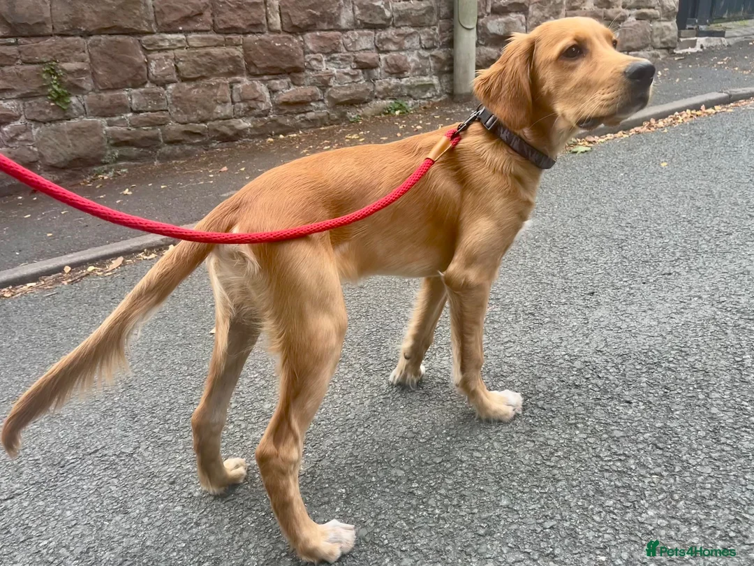 Mixed Breed dogs for sale: 21-week-old puppy looking for an experienced home in Frodsham - Advert 2