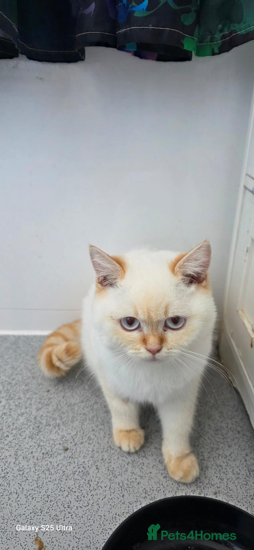 British Shorthair cats Mixed litters of same mother and father kittens  - Advert 2