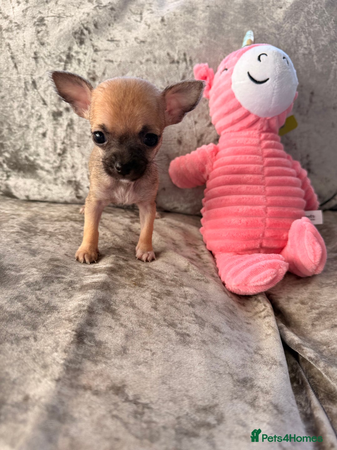 Chihuahua dogs for sale: Extremely tiny chihuahua female 0.4kg  - Advert 4
