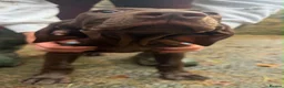 German Shorthaired Pointer dogs for sale: German shorthaired puppies in Kilmarnock - Advert 9