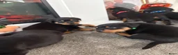 Rottweiler dogs for sale: 🐶🐾 Rottweiler puppies 🐾🐶 - Advert 4