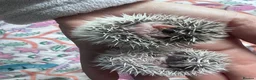 Pygmy Hedgehog rodents for sale: African Pygmy hedgehogs hoglets  - Advert 5