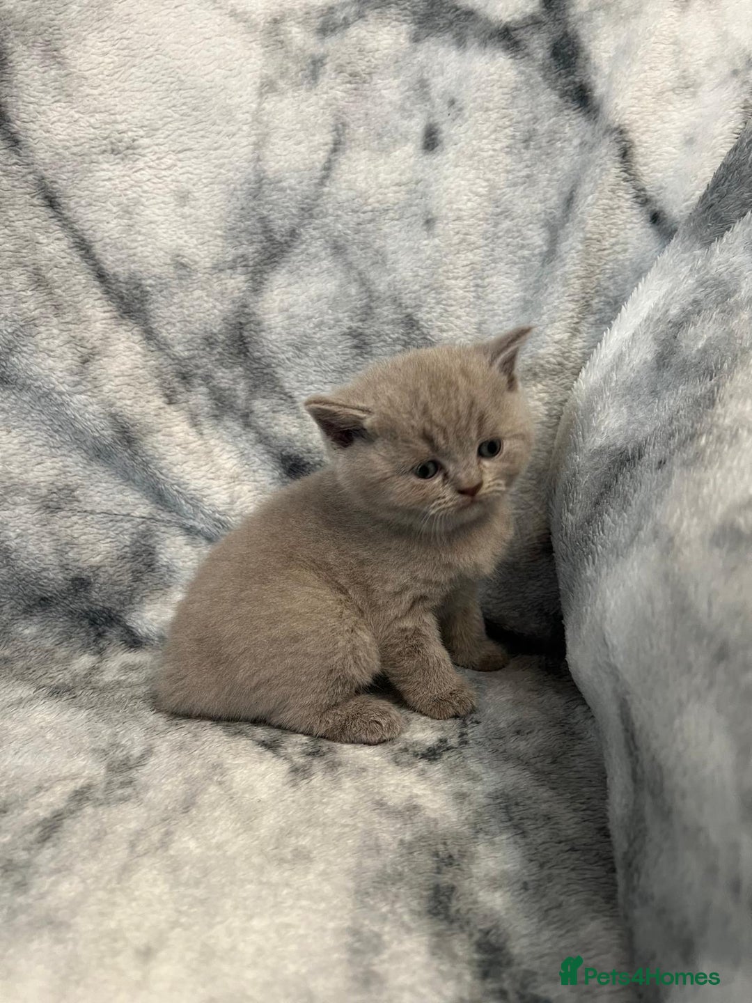 Scottish Fold cats for sale: 🐾 Scottish Fold Kittens – Sweet, Rare & Ready Now - Image 13
