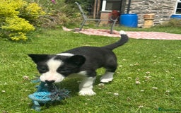 Border Collie dogs for sale: BORDER COLLIE PUPS 1 BOY LEF - Image 19