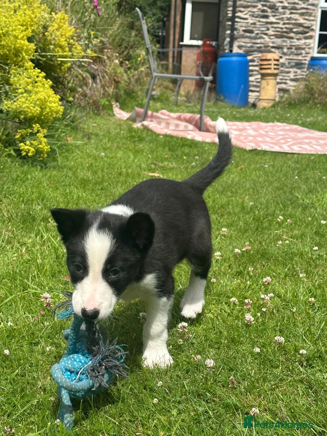 Border Collie dogs for sale: BORDER COLLIE PUPS 1 BOY LEF - Image 19