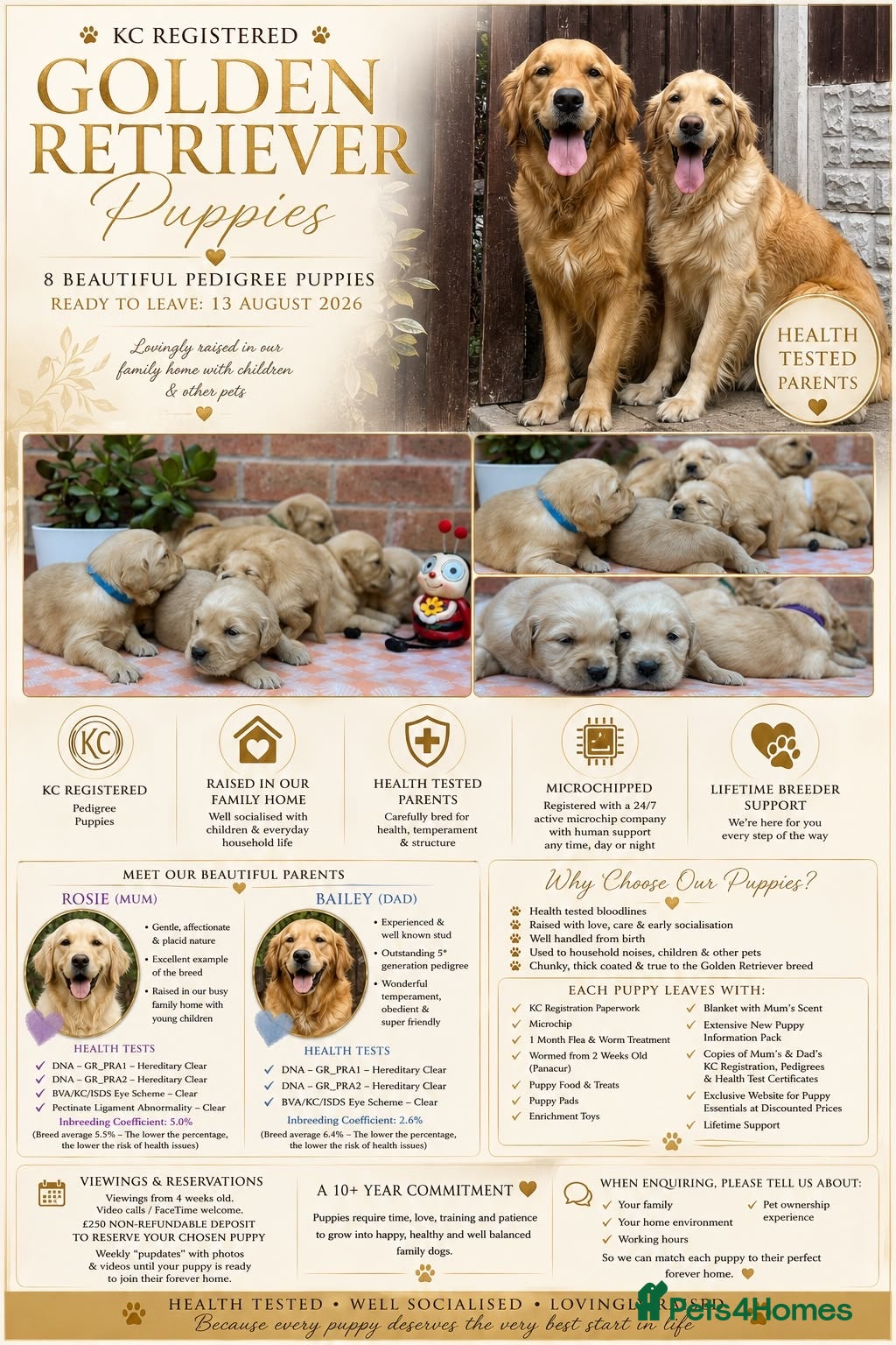 Golden Retriever dogs HEALTH TESTED PEDIGREE KC GOLDEN RETRIEVER PUPPIES - Advert 1