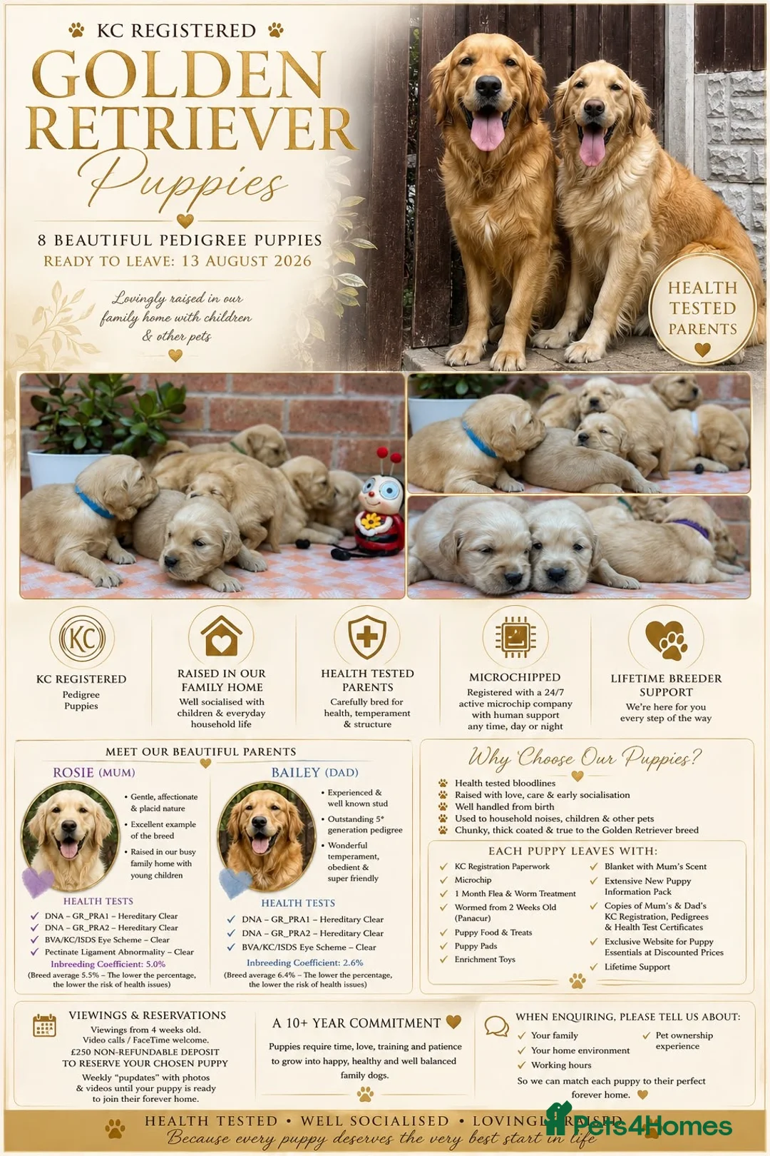 Golden Retriever dogs for sale: HEALTH TESTED PEDIGREE KC GOLDEN RETRIEVER PUPPIES - Advert 1