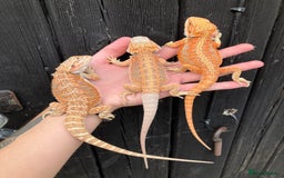 Bearded Dragon reptiles for sale: Various Bearded Dragon Morphs in Downham Market - Image 15