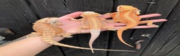 Bearded Dragon reptiles for sale: Various Bearded Dragon Morphs in Downham Market - Advert 14