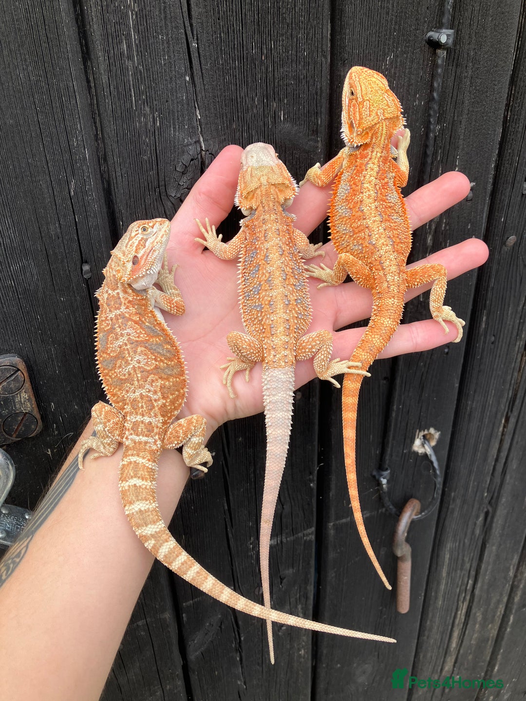 Bearded Dragon reptiles for sale: Various Bearded Dragon Morphs in Downham Market - Image 15