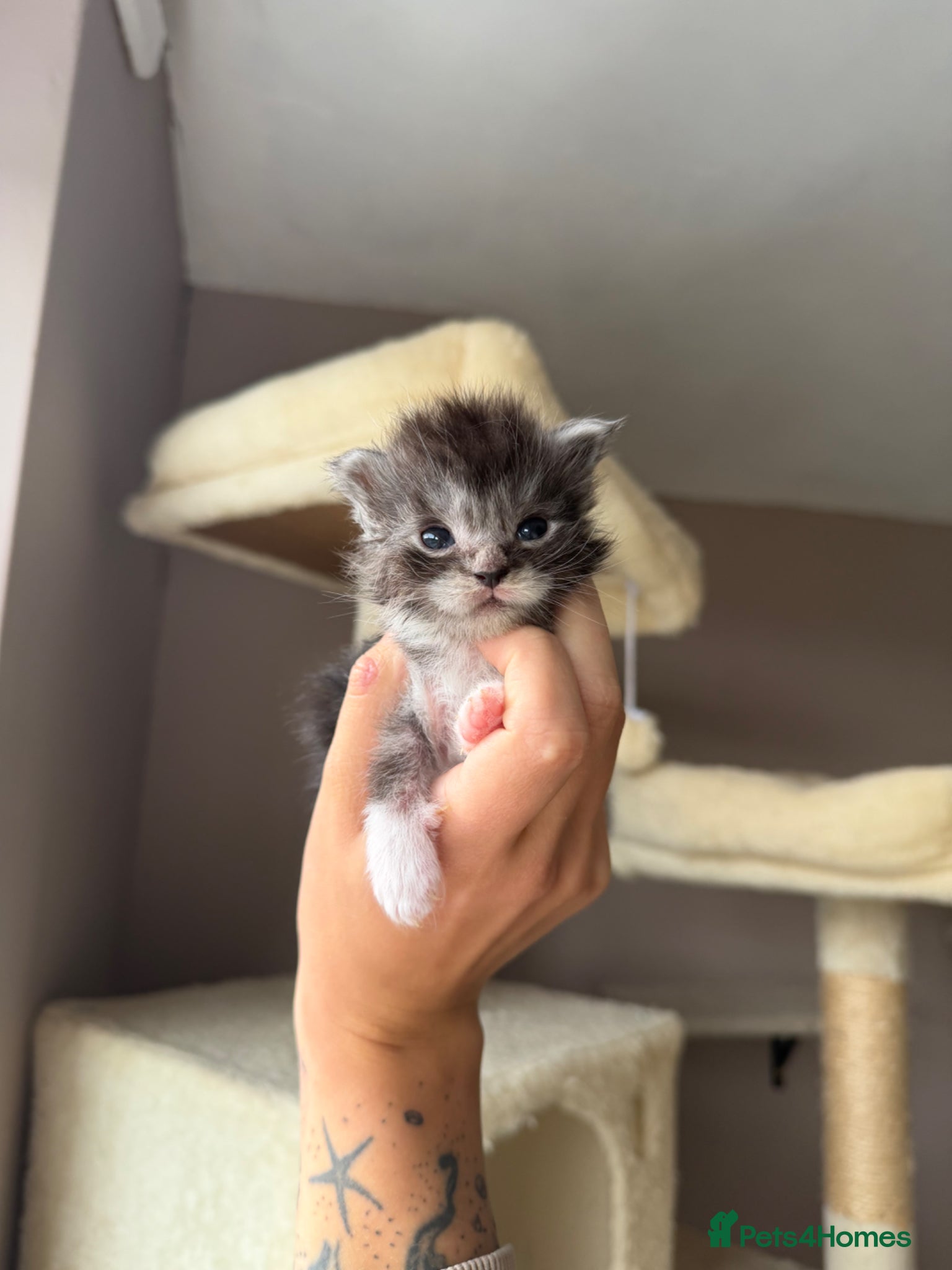 Maine Coon cats for sale: Moons Maines Maine Coon Kittens  - Advert 3