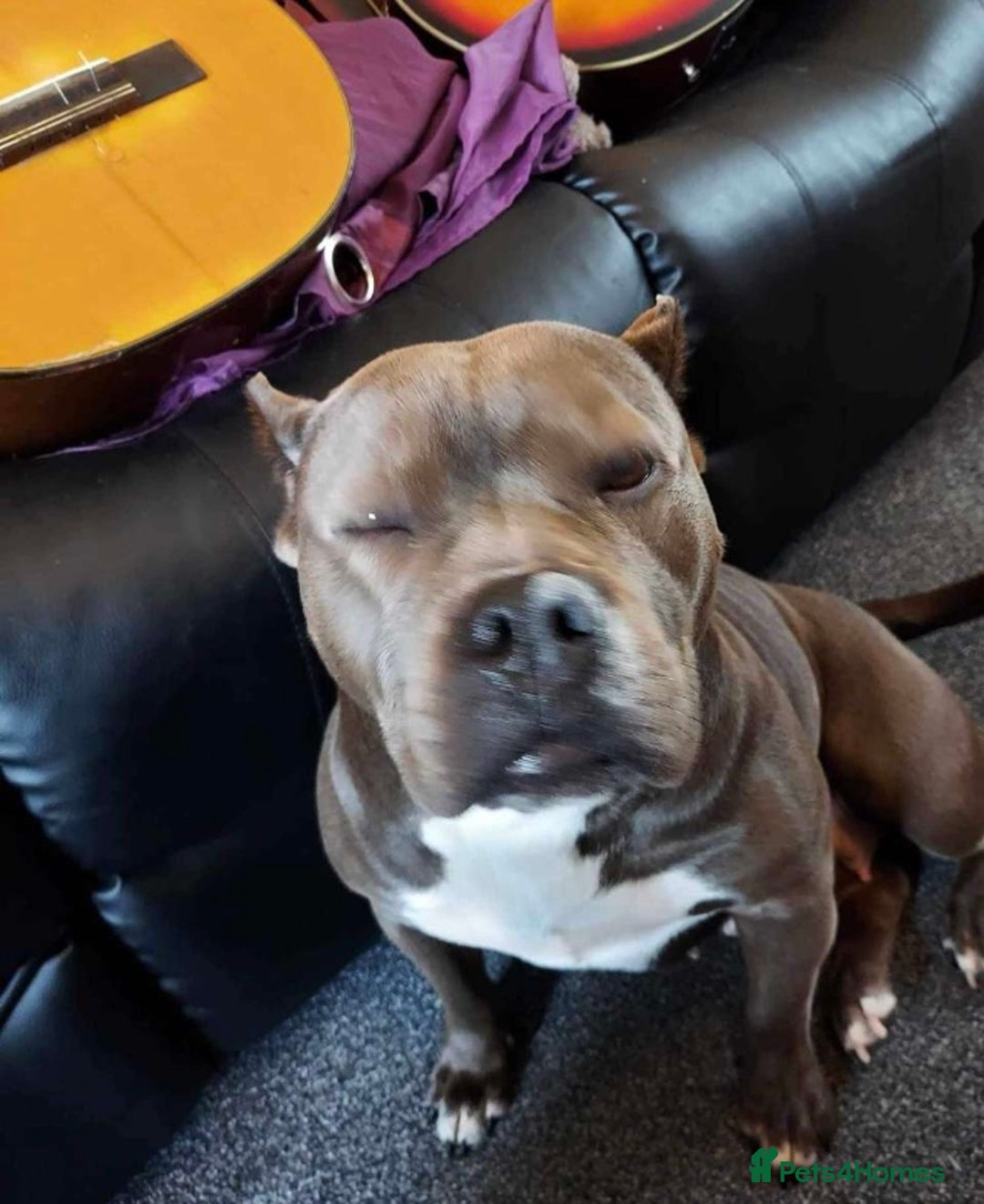 American Bully dogs for sale: Classic American pocket bullys - Image 7