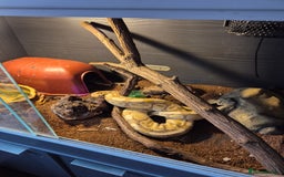 Snake reptiles for sale:  very tame banana pastel ball python and enclosure - Image 11