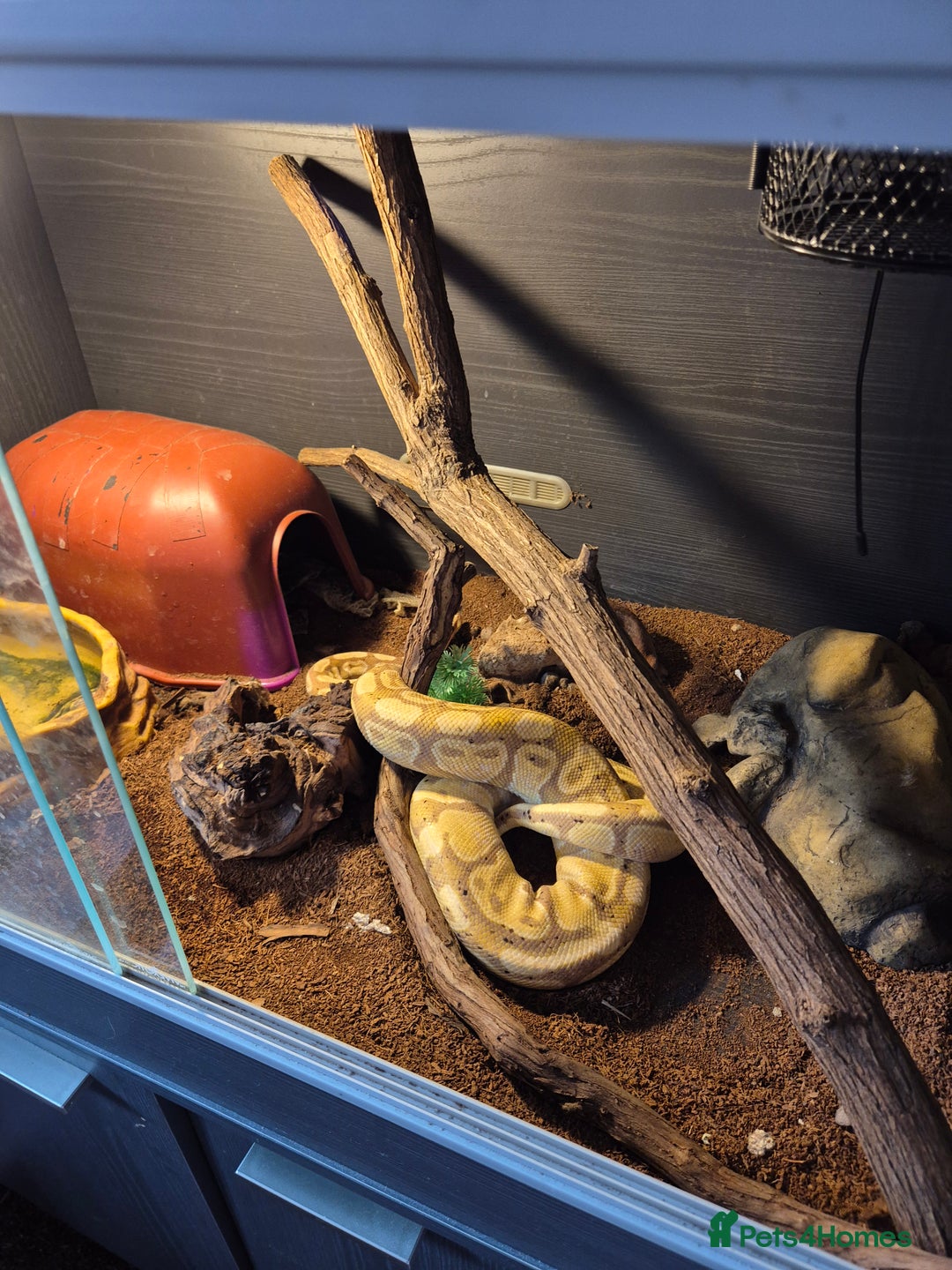 Snake reptiles for sale:  very tame banana pastel ball python and enclosure - Image 11