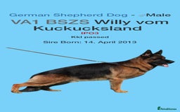 German Shepherd dogs for stud: KC Registered German Shepherd Stud in Stafford - Image 21