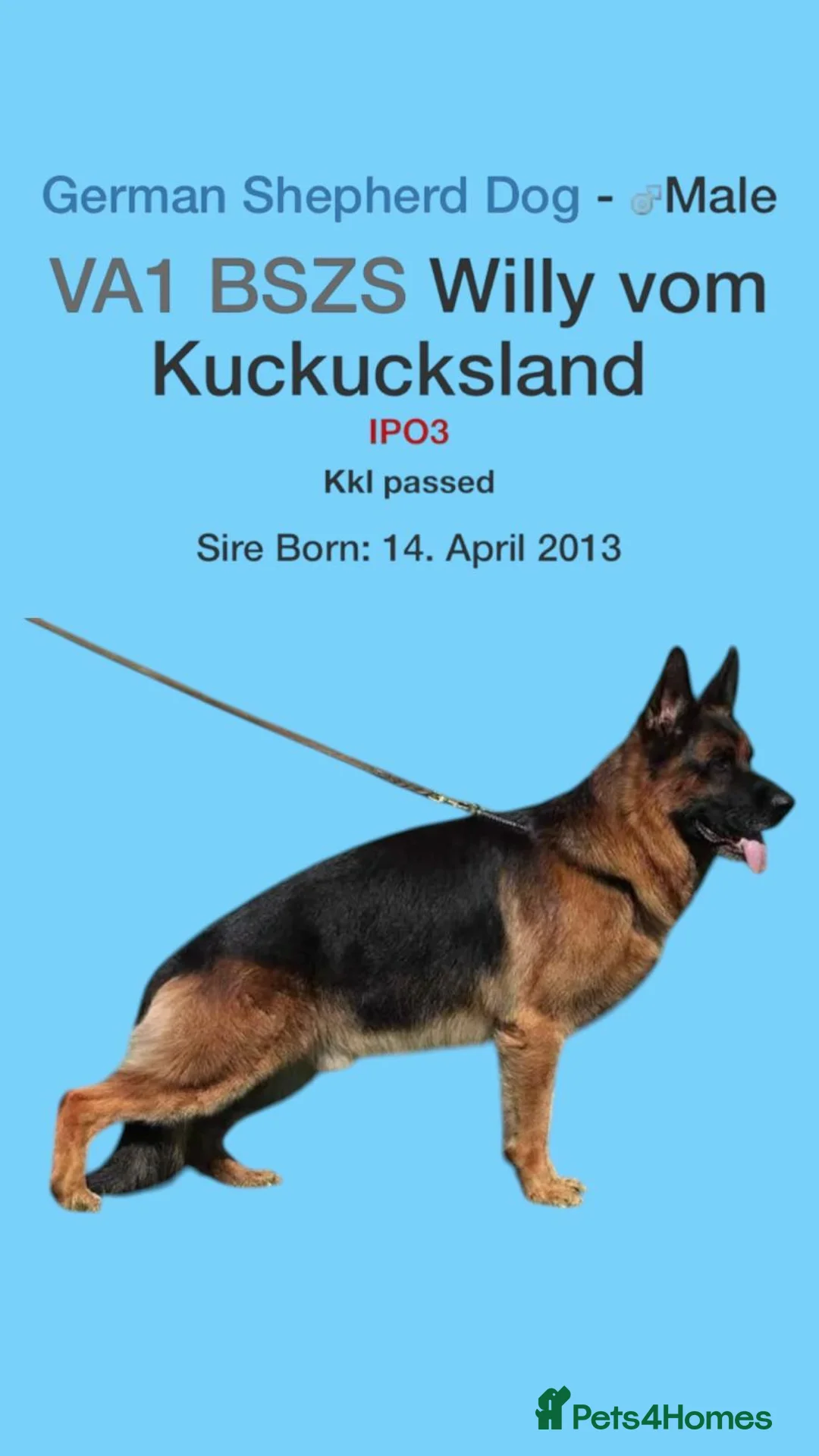 German Shepherd dogs for stud: KC Registered German Shepherd Stud in Stafford - Advert 21