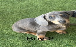 Miniature Dachshund dogs for sale: 2 Isabella miniature dachshund READY TO LEVE NOW  - Image 5